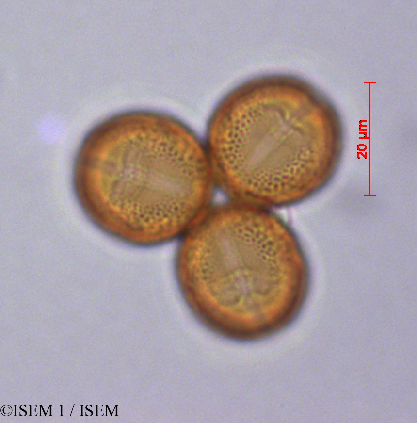 ISEM 1/Lysimachia_vulgaris_29272/Lysimachia_vulgaris_29272_0001(copy).jpg